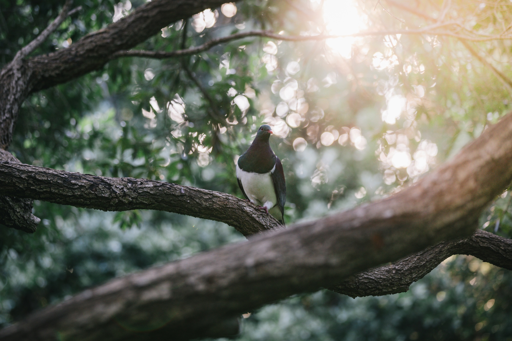 You are currently viewing Meet the chunky, tipsy kererū: New Zealand’s native wood pigeon