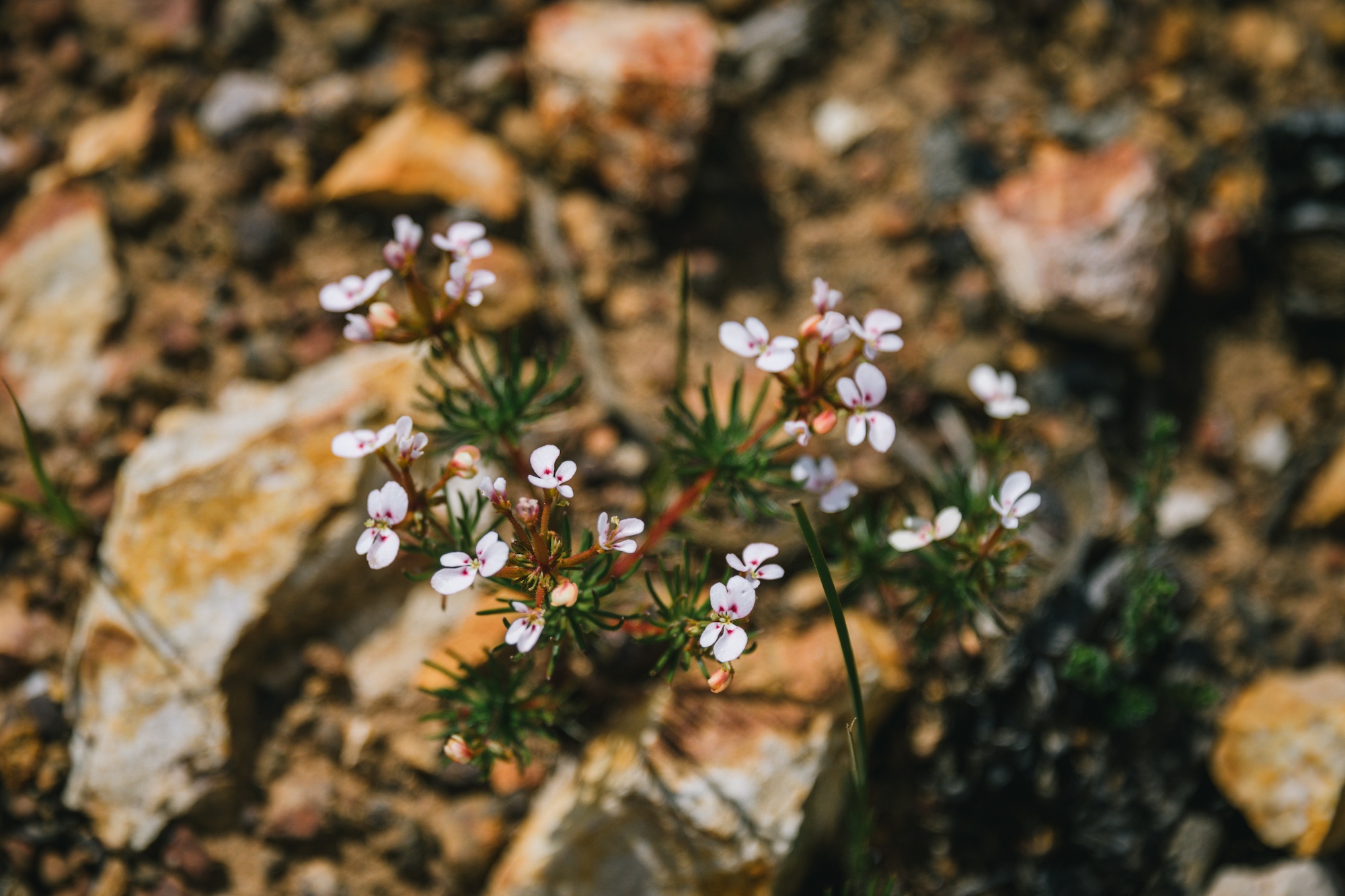 You are currently viewing Australia’s Golden Outback is a botanical wonderland